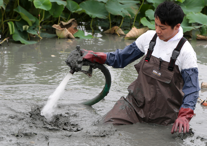 新鮮なレンコンの収穫