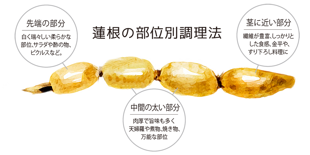 レンコンの紹介図鑑